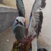 مجسمه