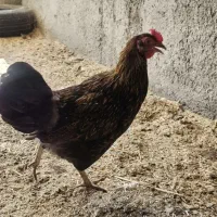 مرغ و خروس