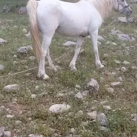 با سلام مادیان ابستن
