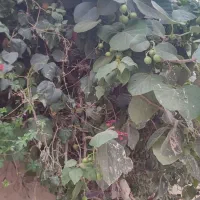 سپستون برای ترشی