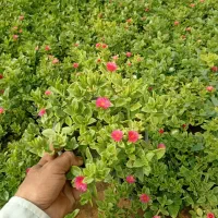 گل یخ|گل و گیاه طبیعی|مشهد, اسماعیل آباد|دیوار
