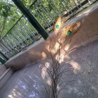 پر تاووس