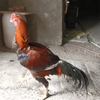 حیوانات مزرعه