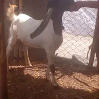 بز و کهره وچپش