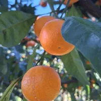 باغ-مرکبات-در-شمال