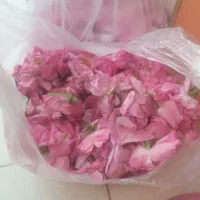 اصل گل محمدی