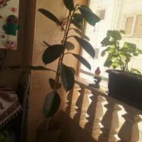 گل فیکوس طبیعی