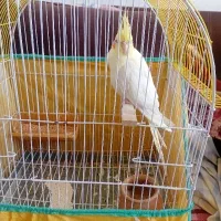 عروس هلندی