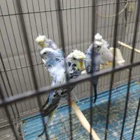 مرغ عشق پروانه ای