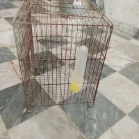 قفس