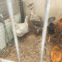 یه تا مرغ و یک خروس