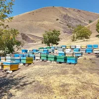 زنبور بومی