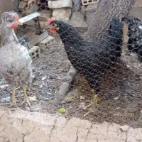 مرغ و خروس