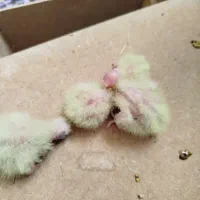 جفت عروس لوتینوبا یک جوجه