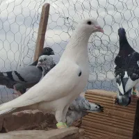 کبوتر یا کفتر