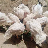 بوقلمون گوشتی