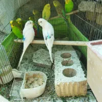 مرغ عشق وکبوتر.لنده