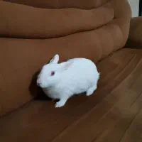 خرگوش کاملا سفید وبامزه