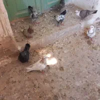 کفتر