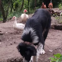سگ نگهبان بگیر
