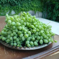 غوره انگور ملس