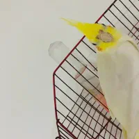 عروس هلندی دوماهه