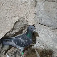 ماده پلاکی