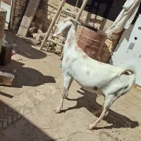 بزپاکستانی ش فروش