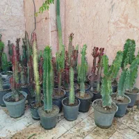 گیاهان آپارتمانی حراج تولیدات خونگی همگی فقط صد