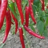 فلفل سبز و قرمز