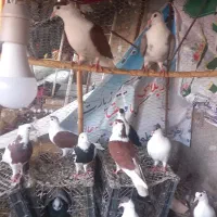 سلام‌‌کبوتر‌هااز‌همه‌لحاظ‌عالی‌وقیمت‌۹۵۰