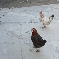 مرغ محلی وخروس