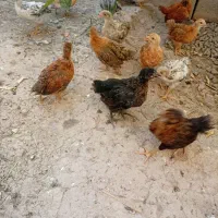 جوجه 70روزه و بوقلمون 50روزه