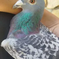 کبوتر
