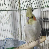 عروس هلندی ماده