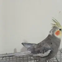 عروس هلندی گمشده لوتینو