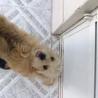 سگ باهوش و بازیگوش
