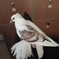کبوتر زینتی ساکسون یکتی