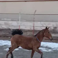 مادیان کرد ب همراه کره