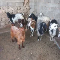 بز داشتی