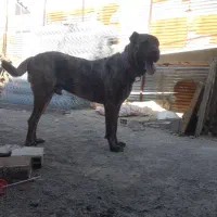 سگ درشت خراسانی