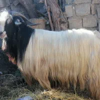 نیری 1 خرت (بز نر)