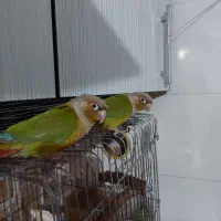 جفت طوطی گرینجیک
