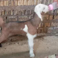 بیگ ماده شیری از نژاد لری سالم و سلامت