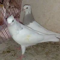 لوستر ،طوق