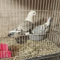 کبوترساتن وپشت ابی