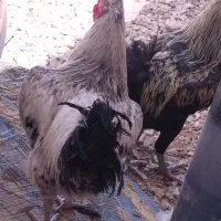 فروش خروس فوری