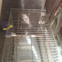 سهره ماده