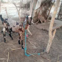 بز داشتی ماده