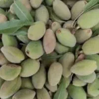 بادوم درختی درجه یک